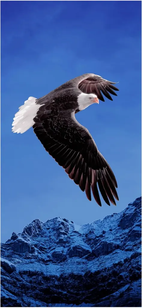 adler fliegt durch den blauen himmel ueber schenebedeckten bergen