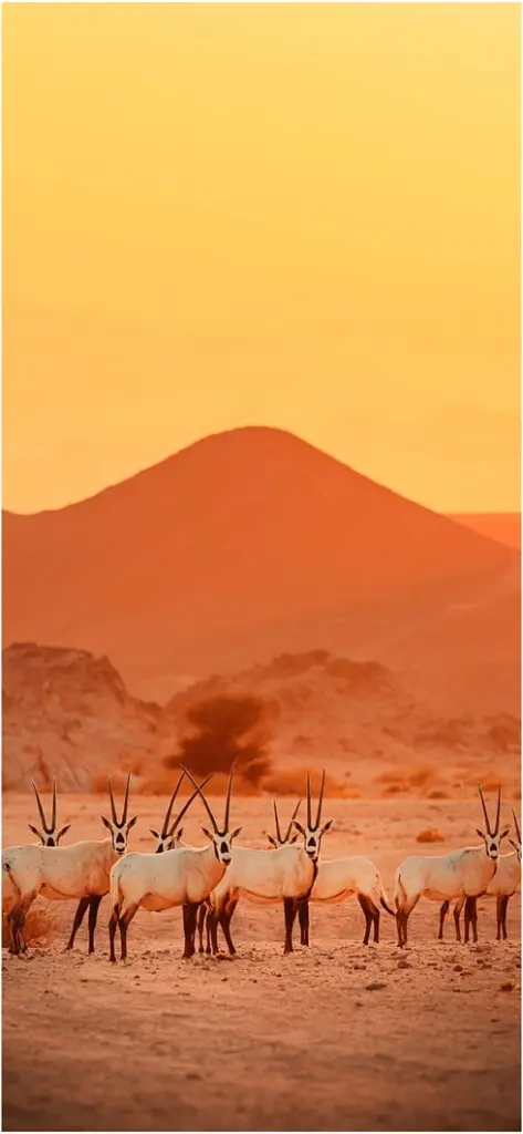 antilopen in der wueste bei sonnenuntergang