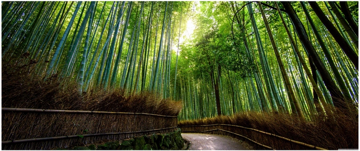 bambuswald in kyoto mit sonnenlicht