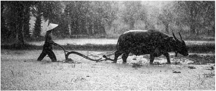 bauer mit wasserbueffel beim pfluegen im regen