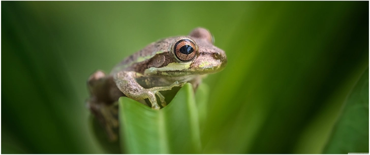 baumpfad auf gruenem blatt natuerliche umgebung