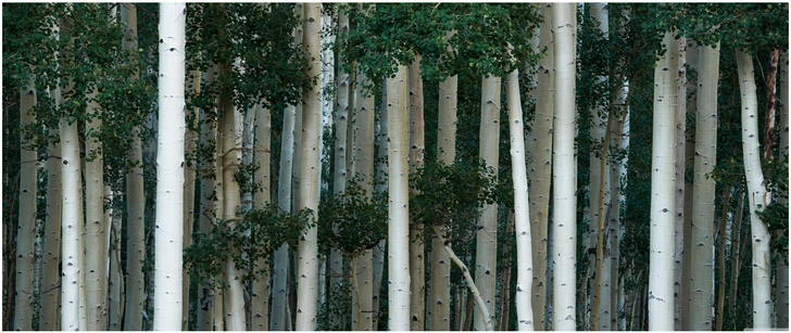 beeindruckende aspen baeume im wald