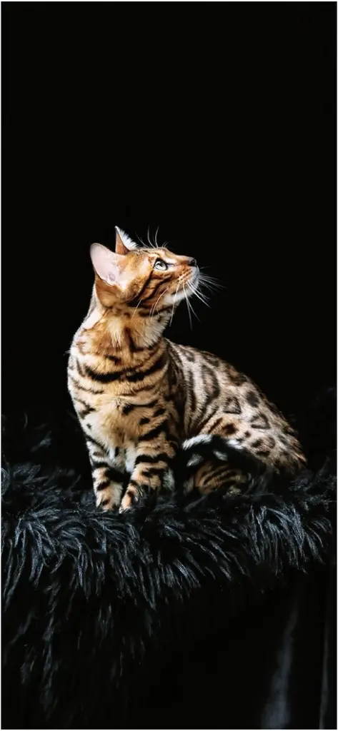 bengalkatze mit gestreiftem fell auf dunklem hintergrund