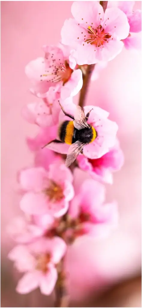 biene auf rosa blueten natur fruehling schoenheit