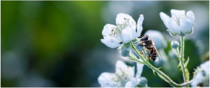biene auf weisser bluete in der natur