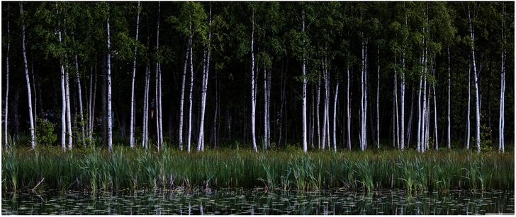 birkenwald am see mit spiegelung