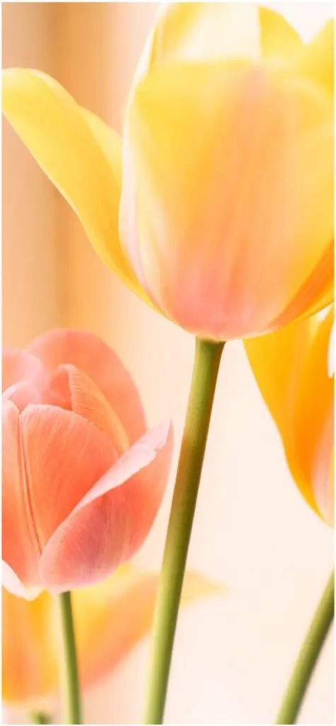 bluehende gelbe und rosa tulpen in sanften farben