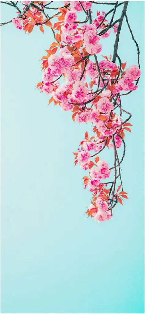 bluehende rosen vor tuerkisem himmel