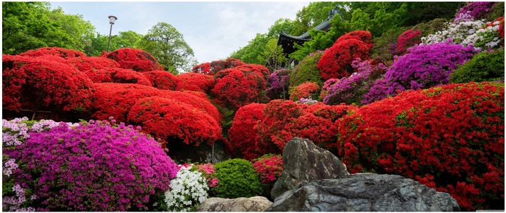 bluetenpracht im japanischen garten mit azaleen