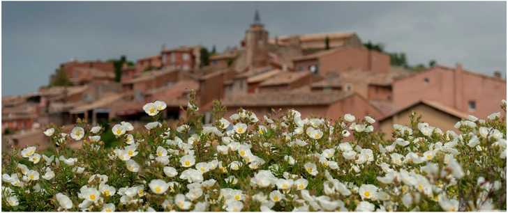 blumenwiese mit stadtansicht im hintergrund