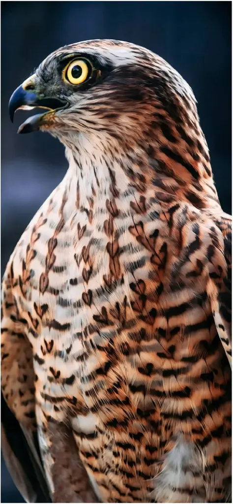 brauner cooper hawk in detailaufnahme