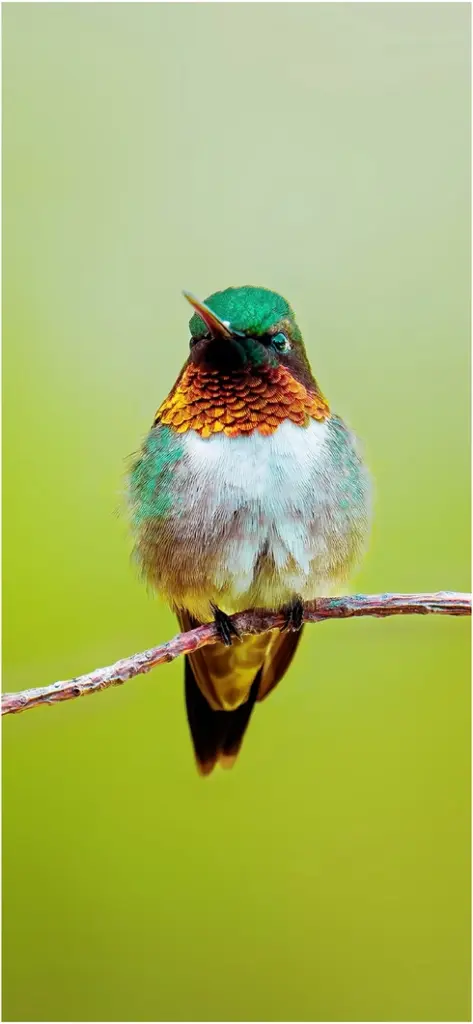 bunter kolibri auf ast in natur umgebung