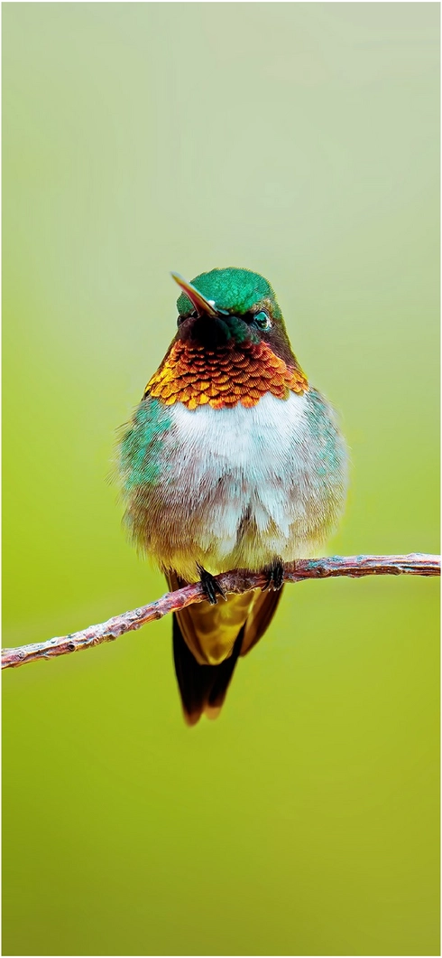 bunter-kolibri-auf-ast-in-natur-umgebung