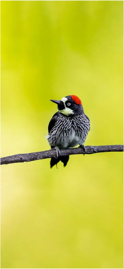 bunter vogel auf einem ast vor gruenem hintergrund