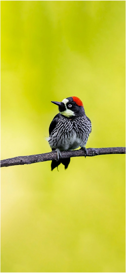 bunter-vogel-auf-einem-ast-vor-gruenem-hintergrund