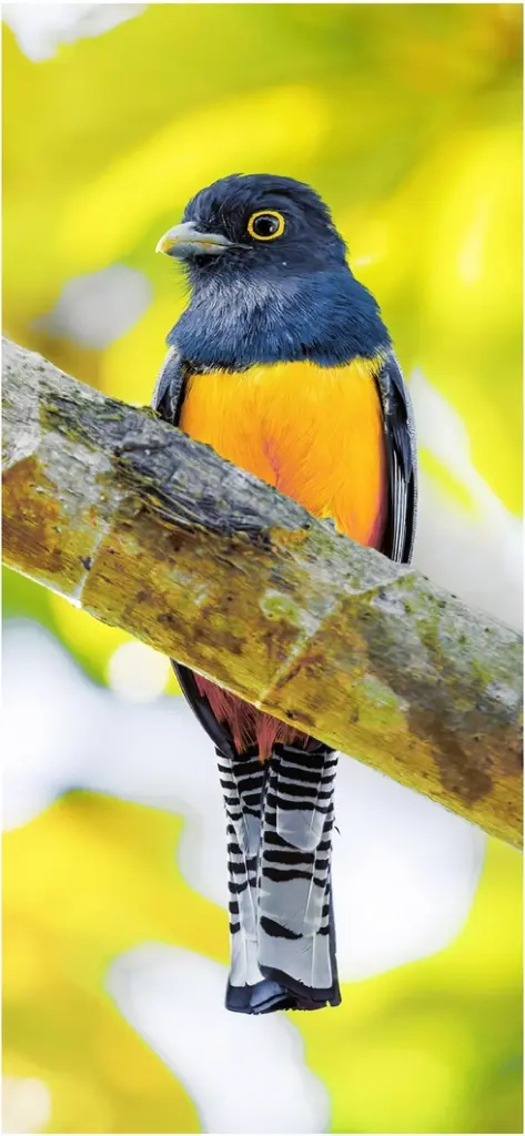 bunter vogel mit blauem kopf und orangefarbenem bauch