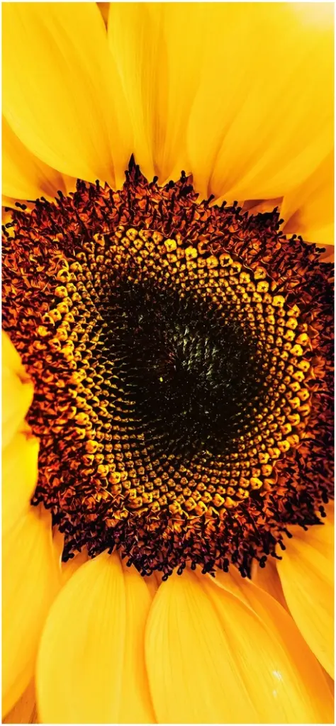 detailaufnahme einer leuchtend gelben sonnenblume