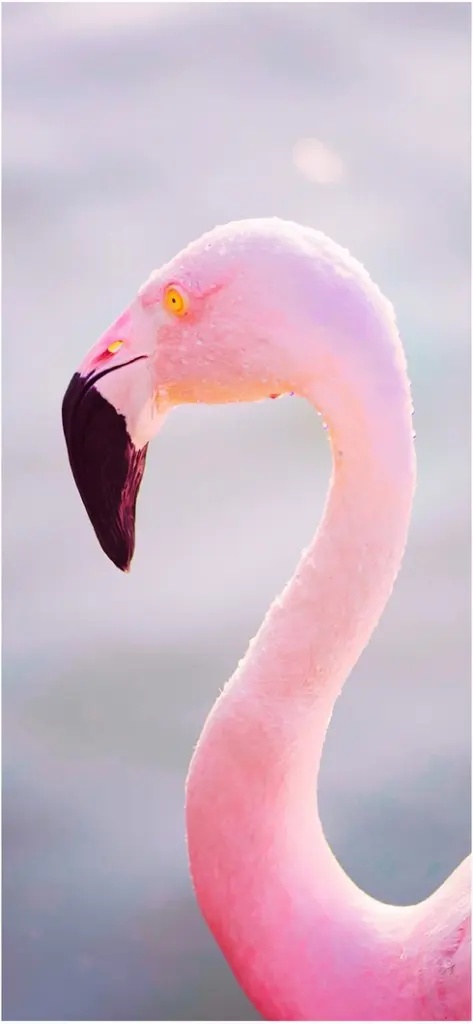 eindrucksvoller flamingo in sanften farben