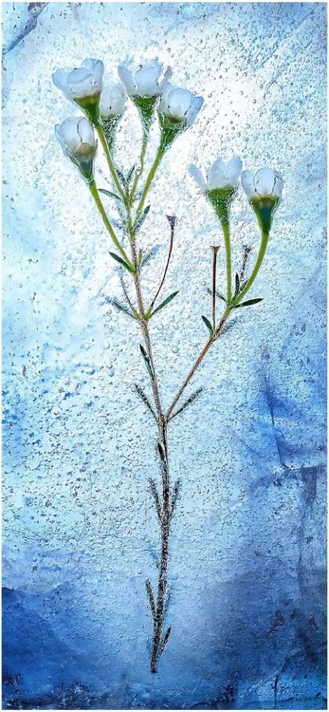 eingefrorene blume in eisblauer umgebung
