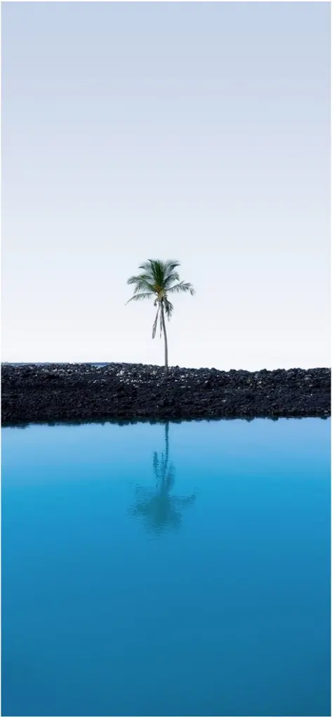 einsame palme an blauer kueste