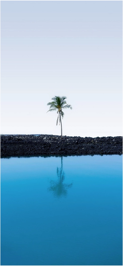 einsame-palme-an-blauer-kueste