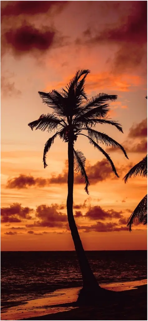einsame palme vor buntem sonnenuntergang am meer