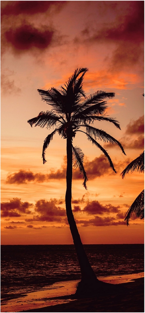einsame-palme-vor-buntem-sonnenuntergang-am-meer