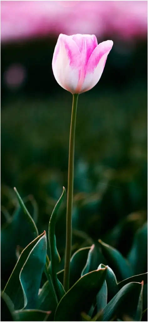 einzelne tulpe in einem dunklen garten