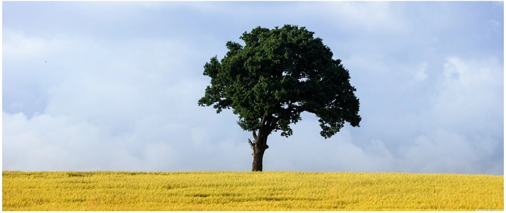einzelner baum auf goldenem feld im sonnenlicht