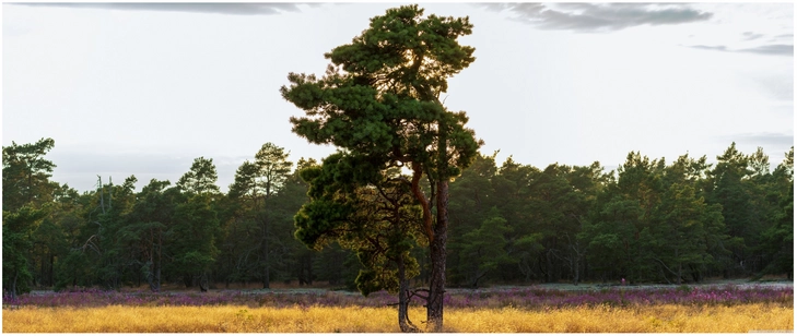 einzelner baum im trockenen grasfeld der natur