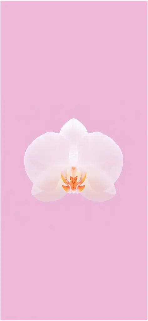 elegante orchidee auf rosa hintergrund