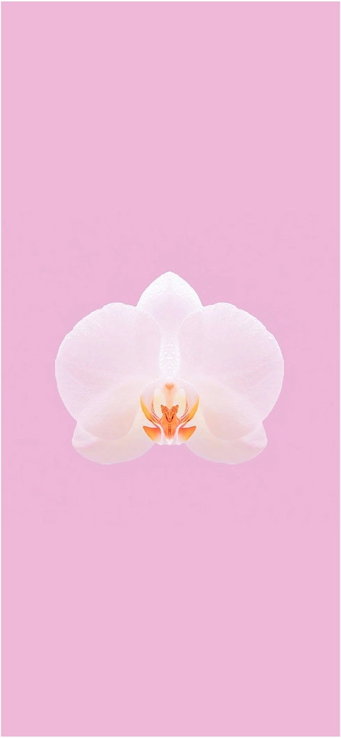 elegante-orchidee-auf-rosa-hintergrund