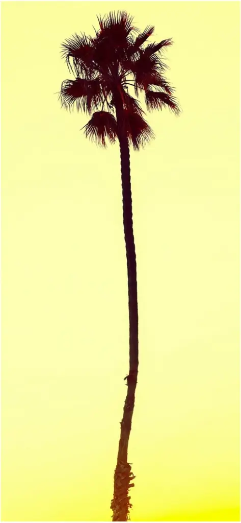 elegante palme vor blassem himmel
