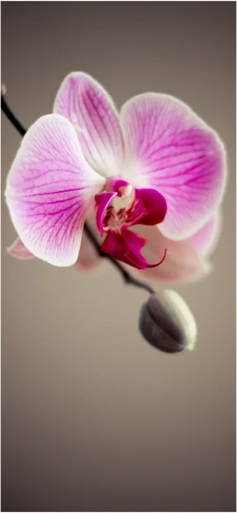 elegante pinkfarbene orchidee mit zarten bluetenblaettern