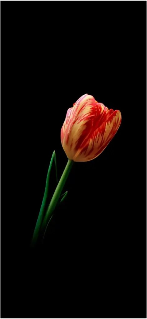 elegante rote und gelbe tulpe auf schwarzem hintergrund