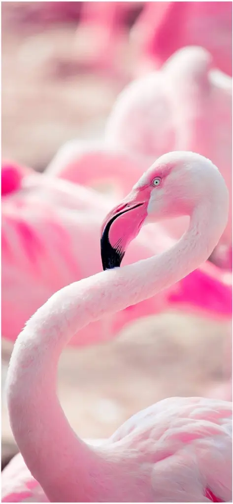 eleganter rosa flamingo in faszinierender pose