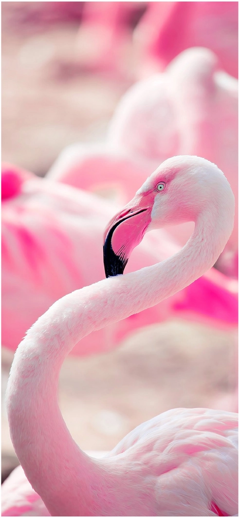 eleganter-rosa-flamingo-in-faszinierender-pose