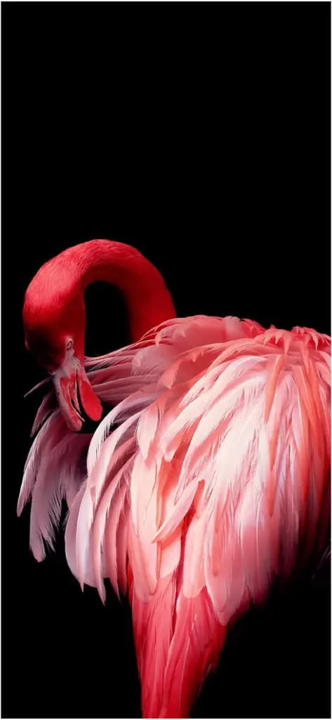 eleganter rosa flamingo vor schwarzem hintergrund