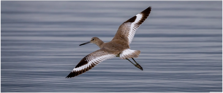 eleganter vogel im flug ueber ruhigem wasser