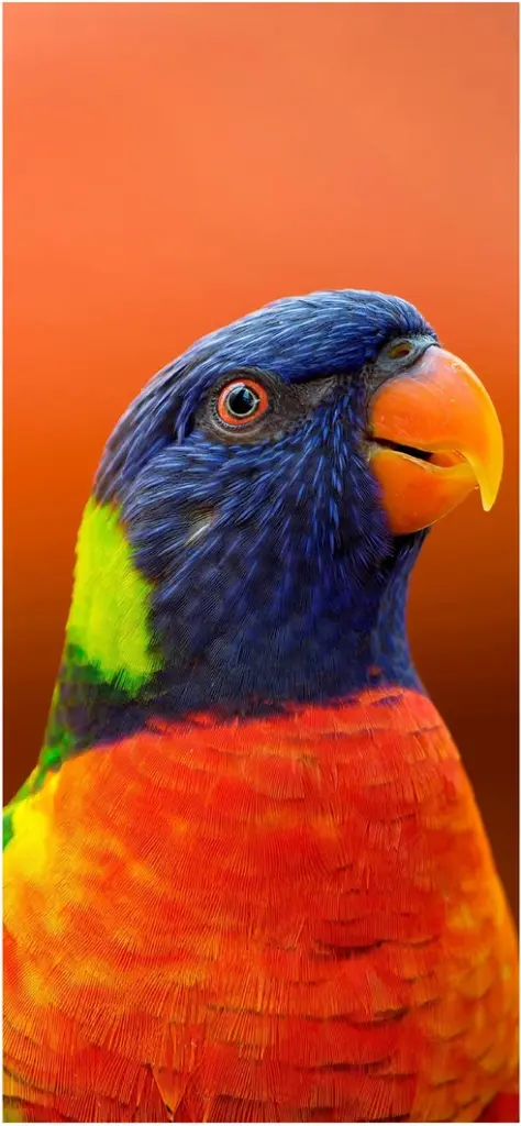 farbiger papagei mit orangefarbenem hintergrund