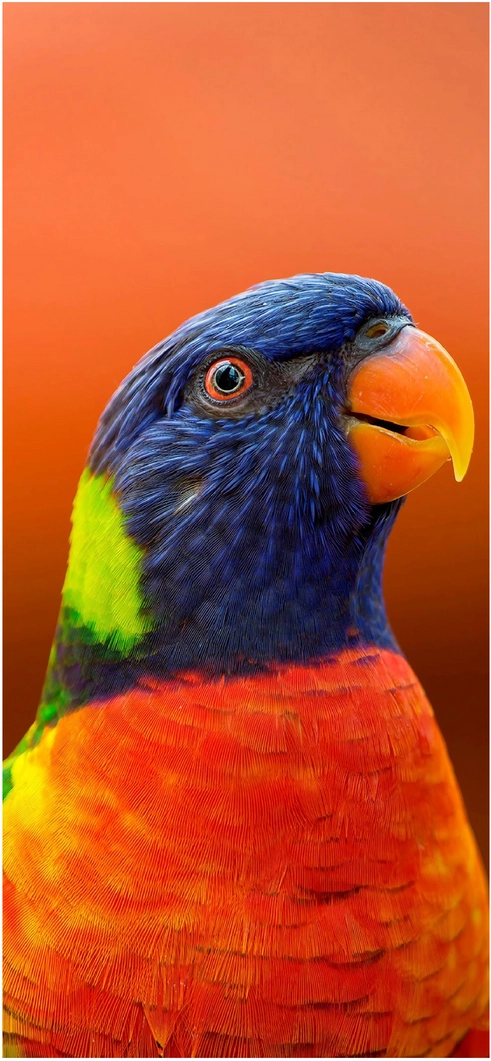 farbiger-papagei-mit-orangefarbenem-hintergrund