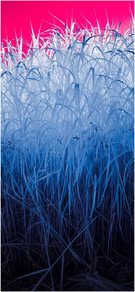 fascinierende digitale grafik mit gras und pinkem hintergrund