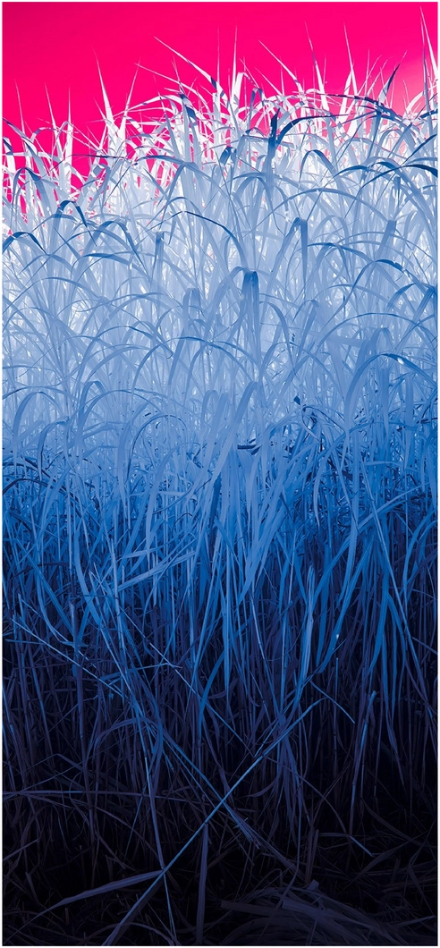 fascinierende-digitale-grafik-mit-gras-und-pinkem-hintergrund