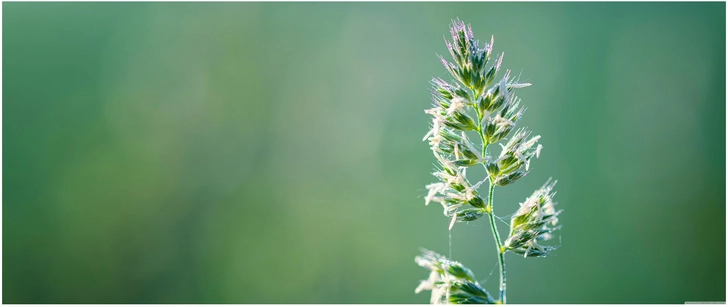 feine grasbluete im sonnenlicht mit sanften gruentoenen