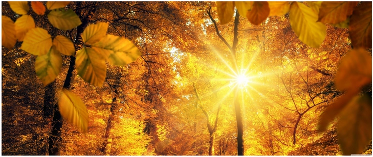 friedliche herbstszene mit sonnenstrahlen im wald