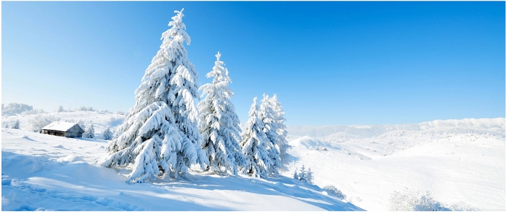 friedliche winterlandschaft mit schneebedeckten baeumen