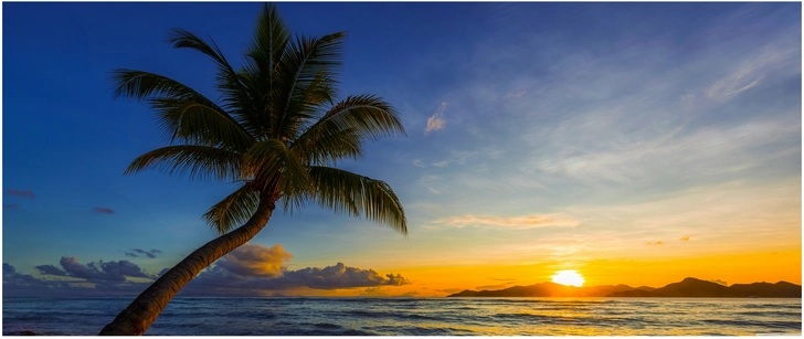 friedlicher sonnenuntergang am strand mit palme