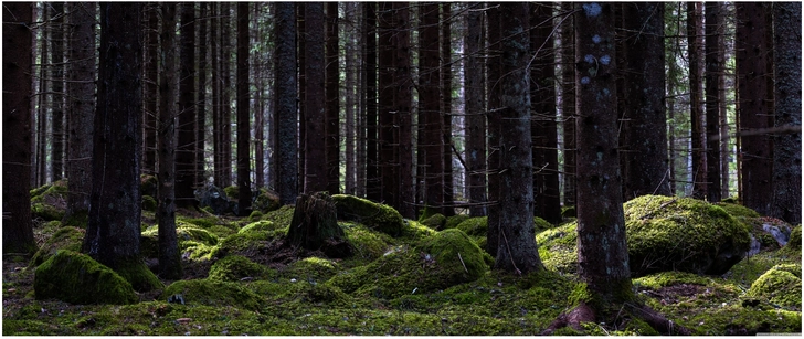 friedlicher wald mit moos und baeumen