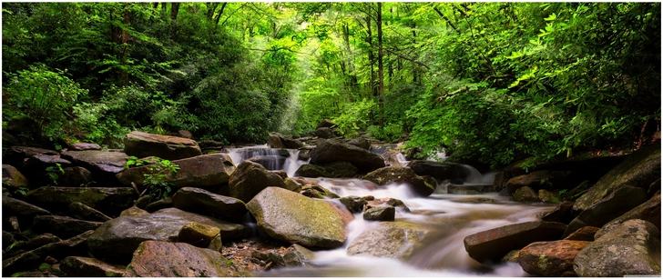friedlicher wasserlauf im dichten wald