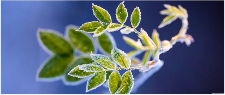 frostige gruene blaetter in sanftem blau